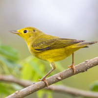 Tennessee Warbler